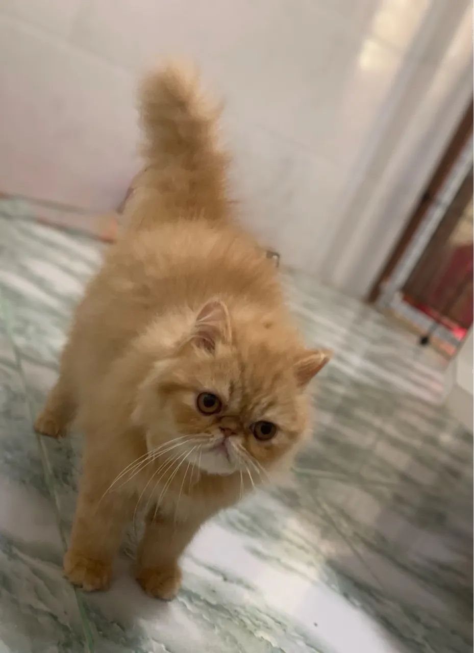 Filhote de Gato persa / vacinado  - Foto 4