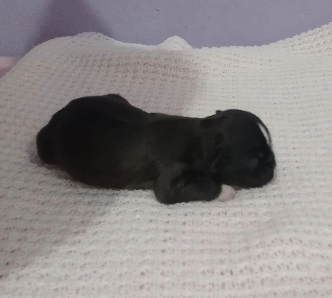 Cachorro  - Foto 3