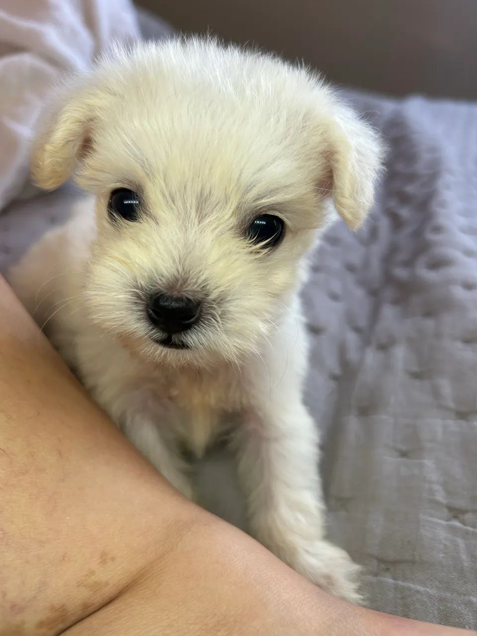 Poodle toy micro 