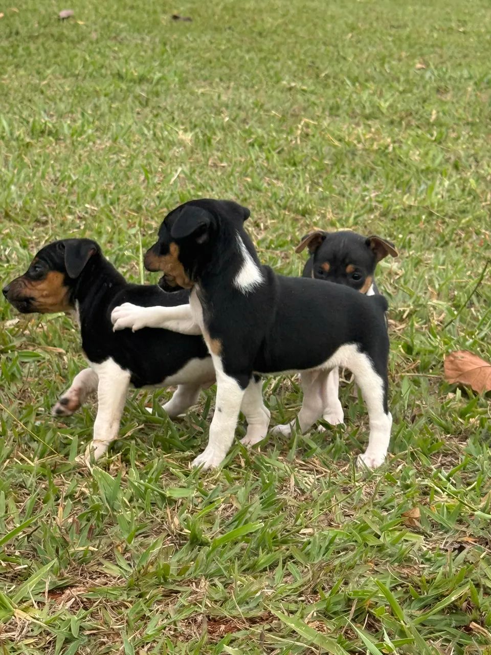 Fox paulistinha  - Foto 4