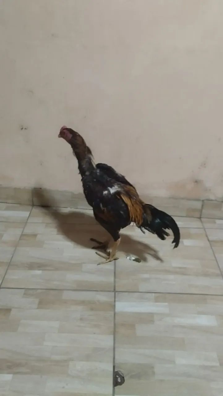 Vendo galos