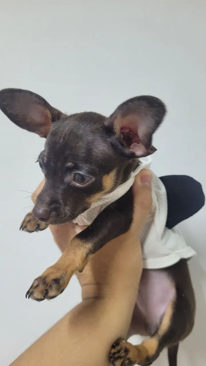 Cachorro pinsher mine