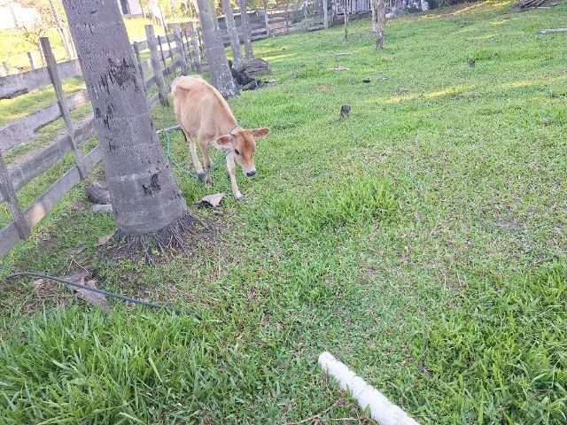 Vendo novilha jersey - Foto 2