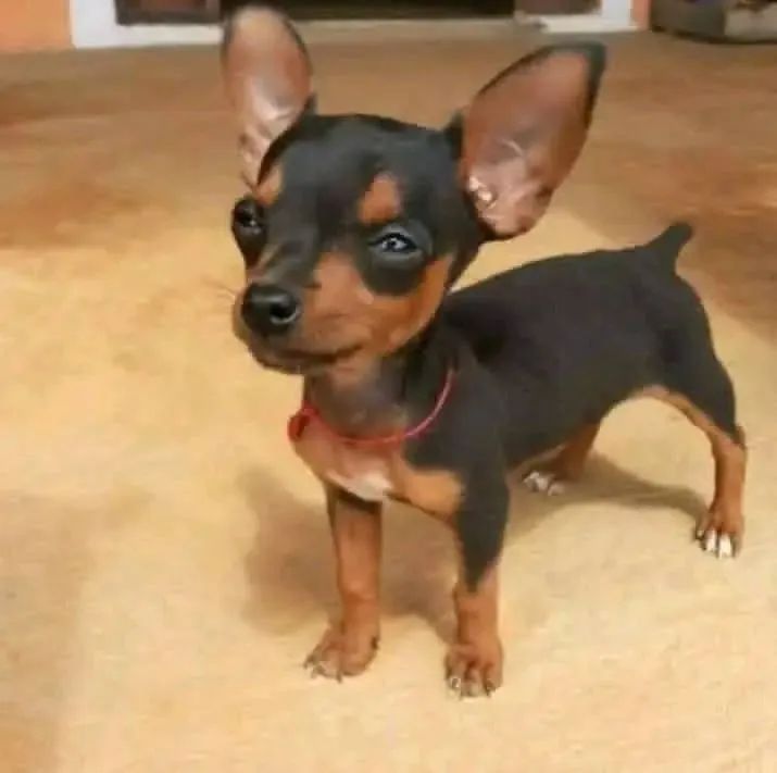 Pinscher Miniatura OO  - Foto 2