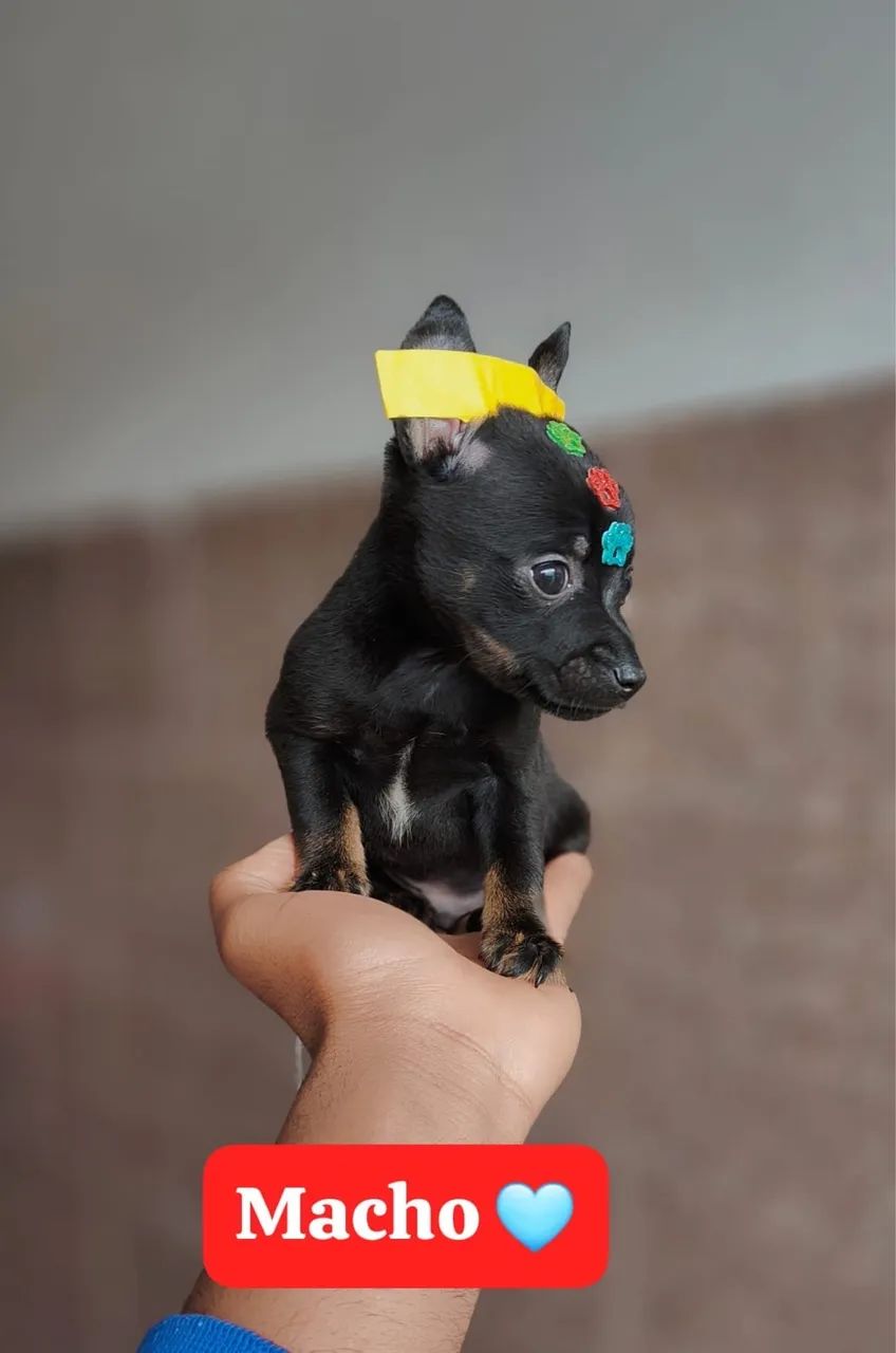 Pinscher com pedigree vacinado 