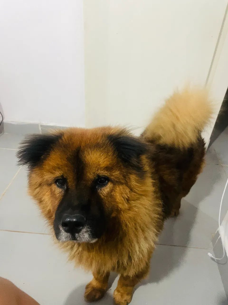 Chow chow para doação  - Foto 5