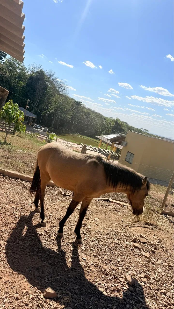 POTRO filho de QM - Foto 4