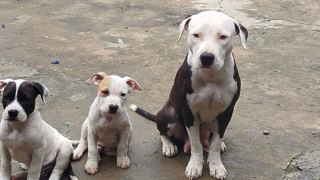 Pit Bull  - Foto 5