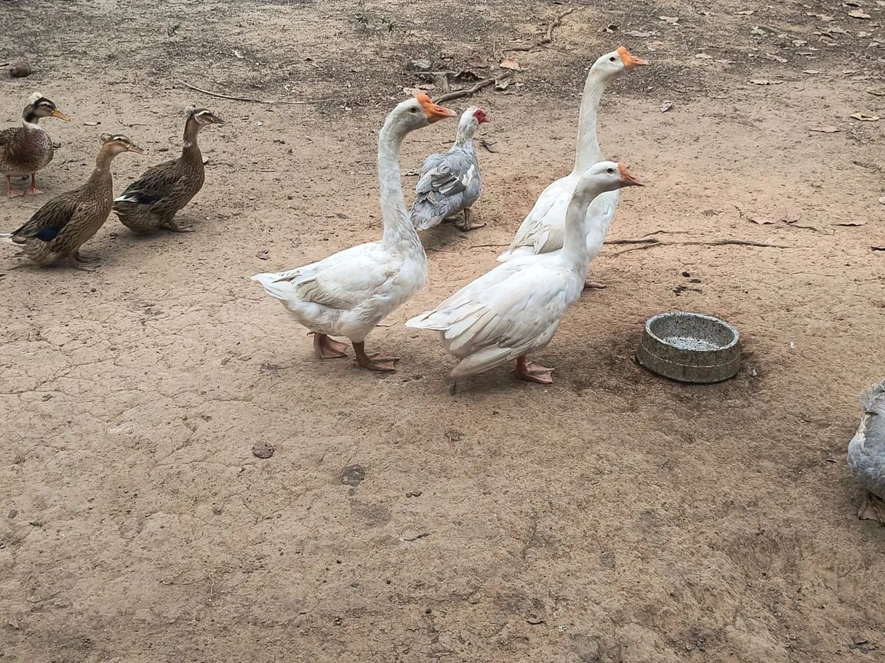 Casal de Gansos - Foto 4