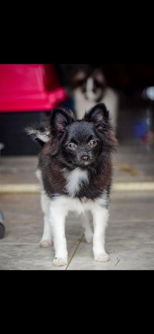 Vendo filhote de spitz alemão  - Foto 2