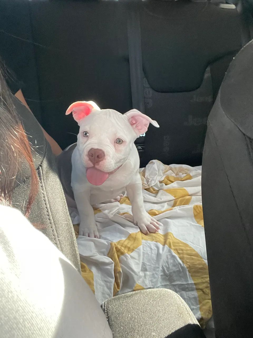 American bully exotic