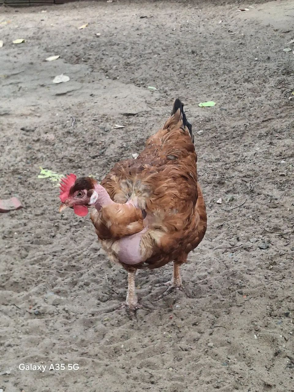 Galinha  - Foto 3