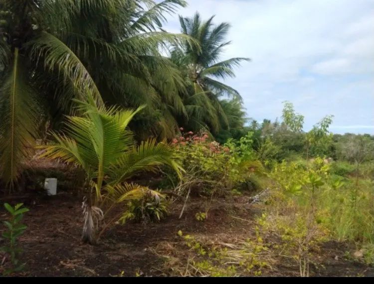 Sítio com coqueiros é próximo a praia - Foto 3