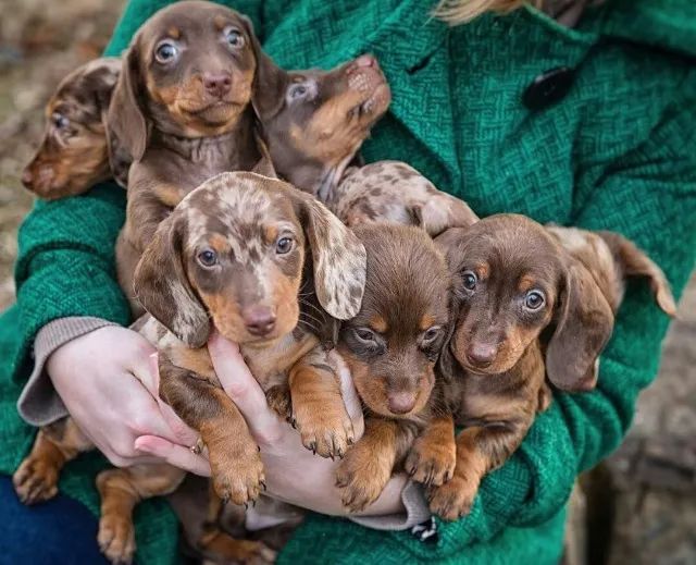 Dachshund: um parceiro que combina com você