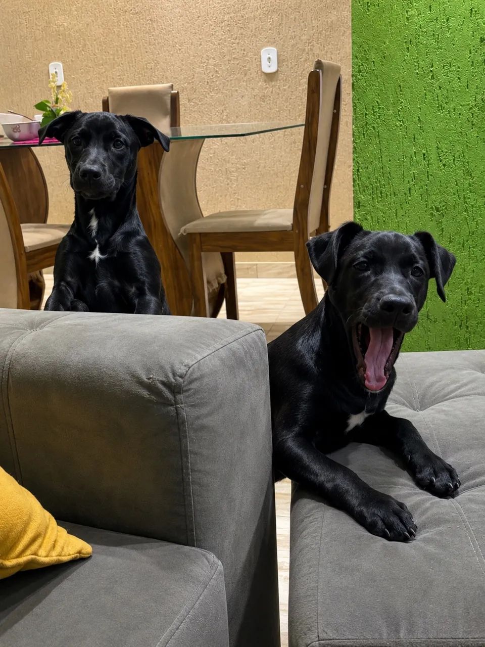 Doação Responsável  - Foto 5