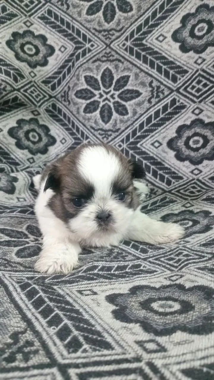 Shihtzu filhote  - Foto 2