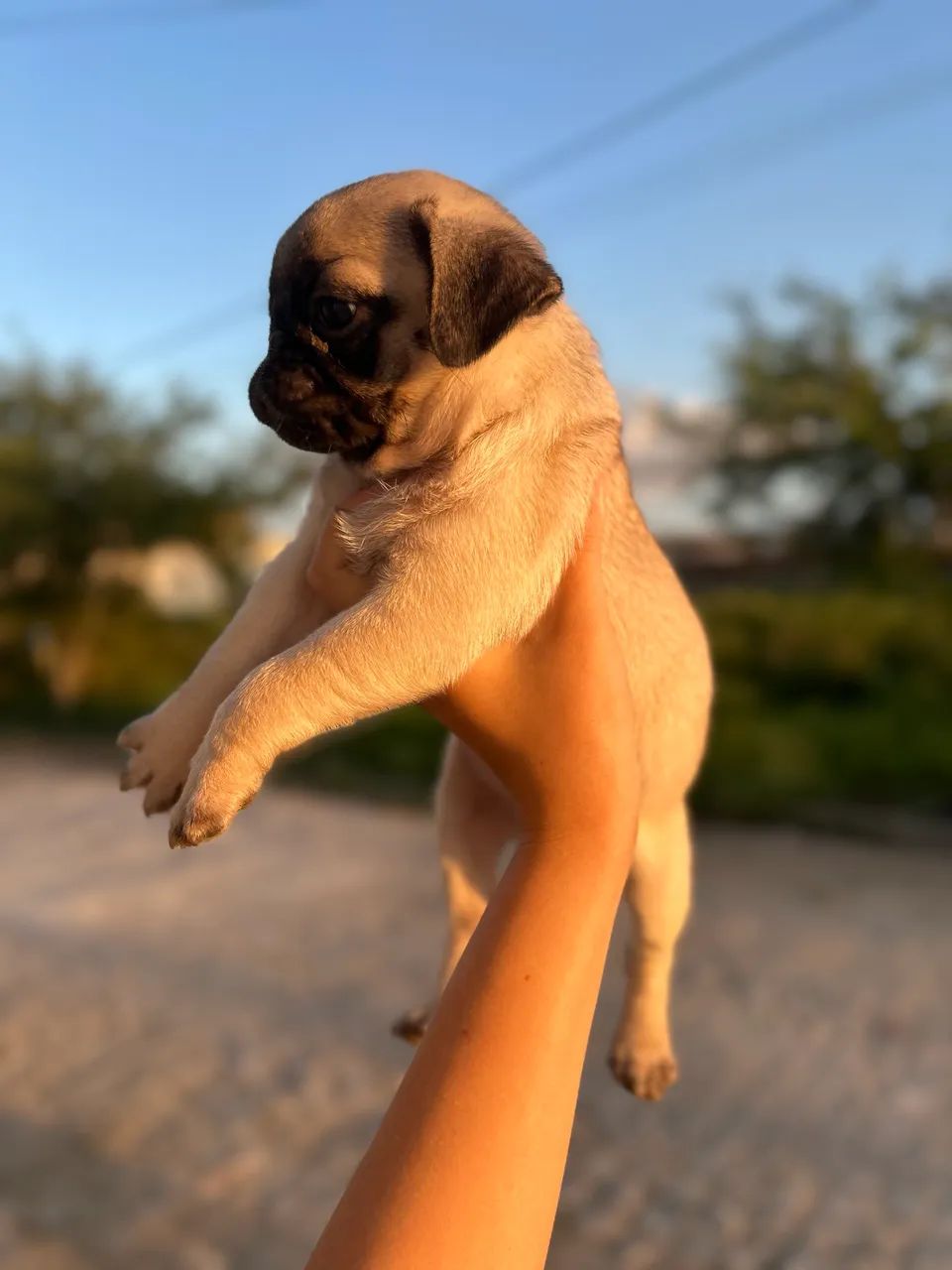 Pug fêmea  - Foto 4