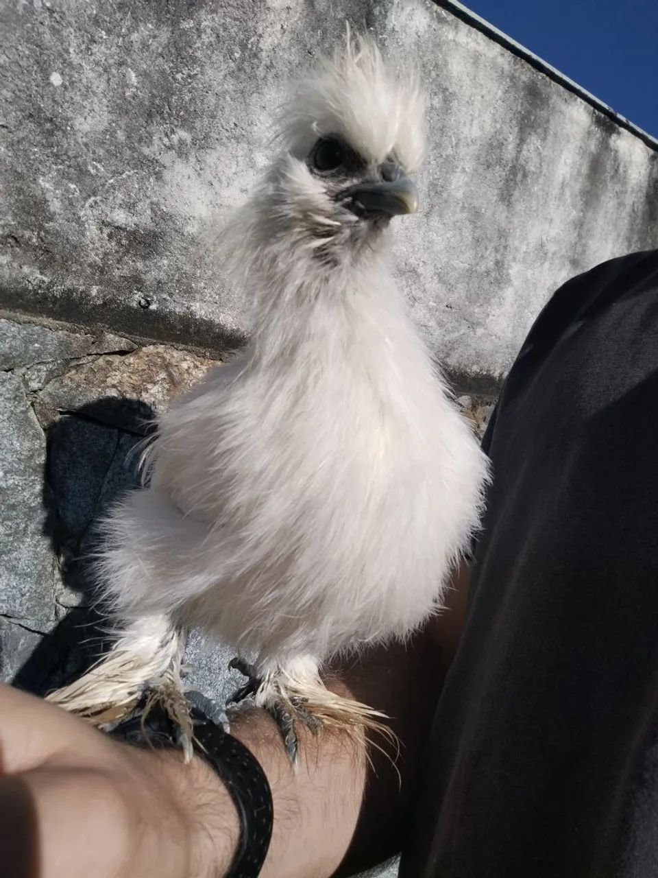 Galinhas Sedosas do Japão  - Foto 3