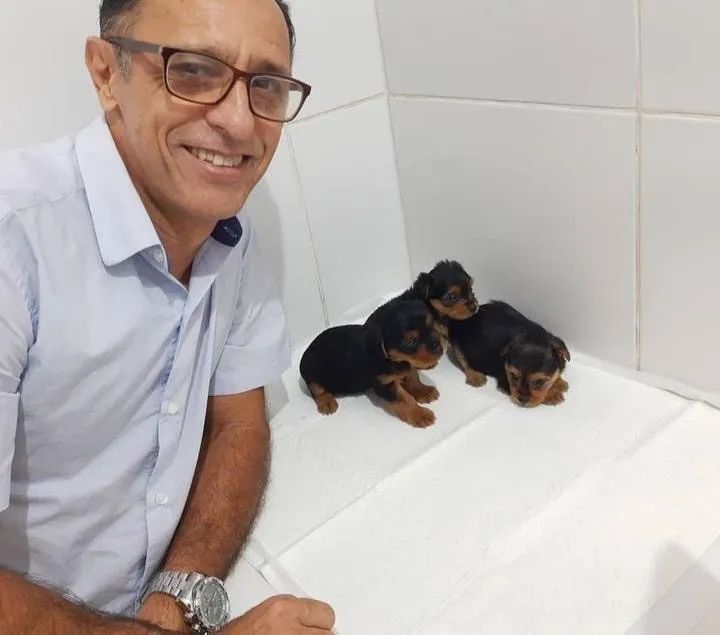 Yorkshire minizinho