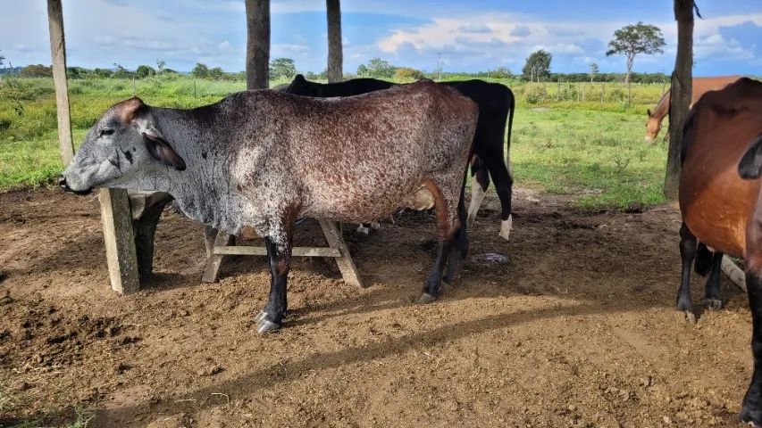 Vacas Leiteiras - Preço de Arroba - Foto 3