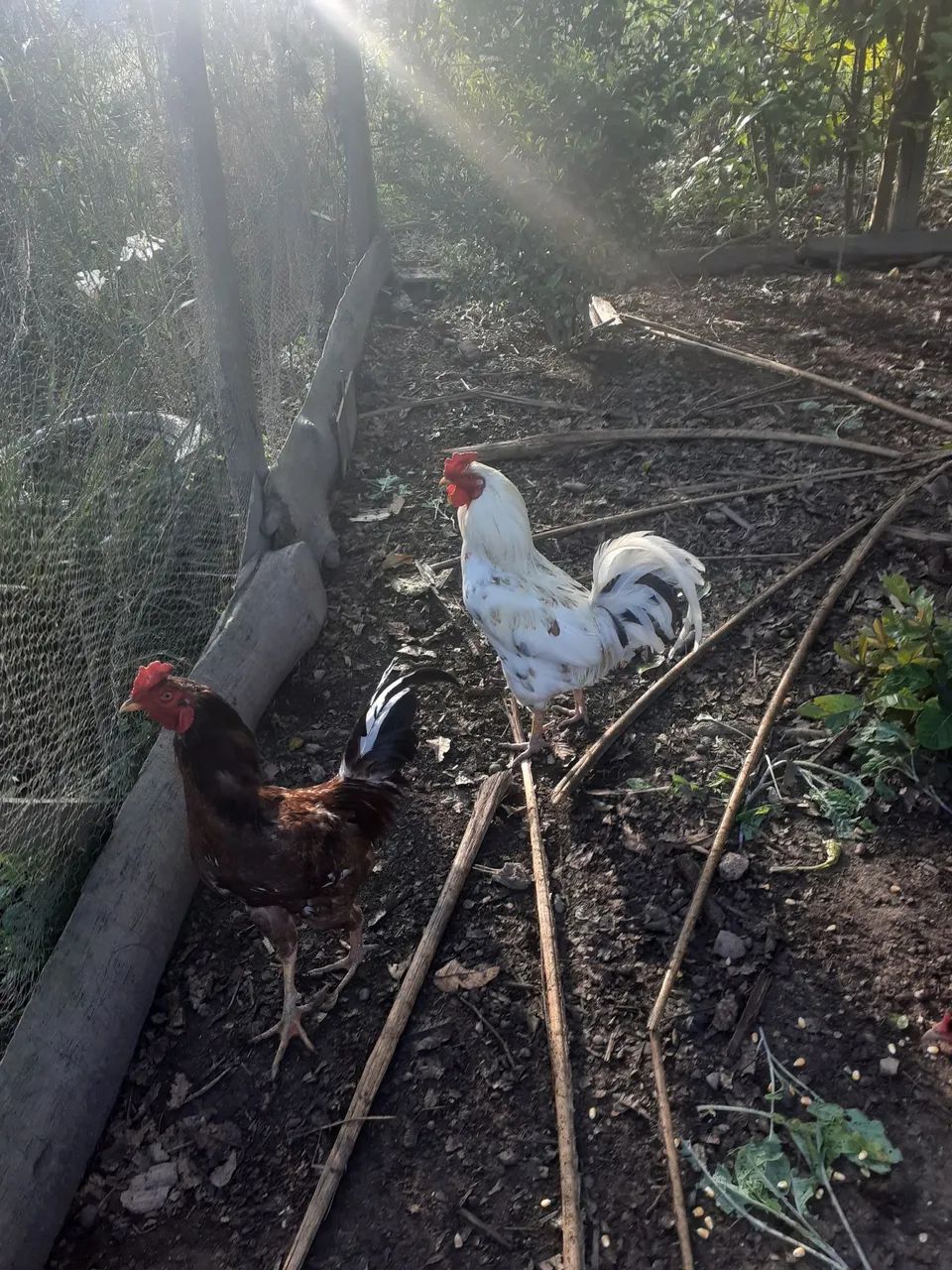 Frangos e galos - Foto 4