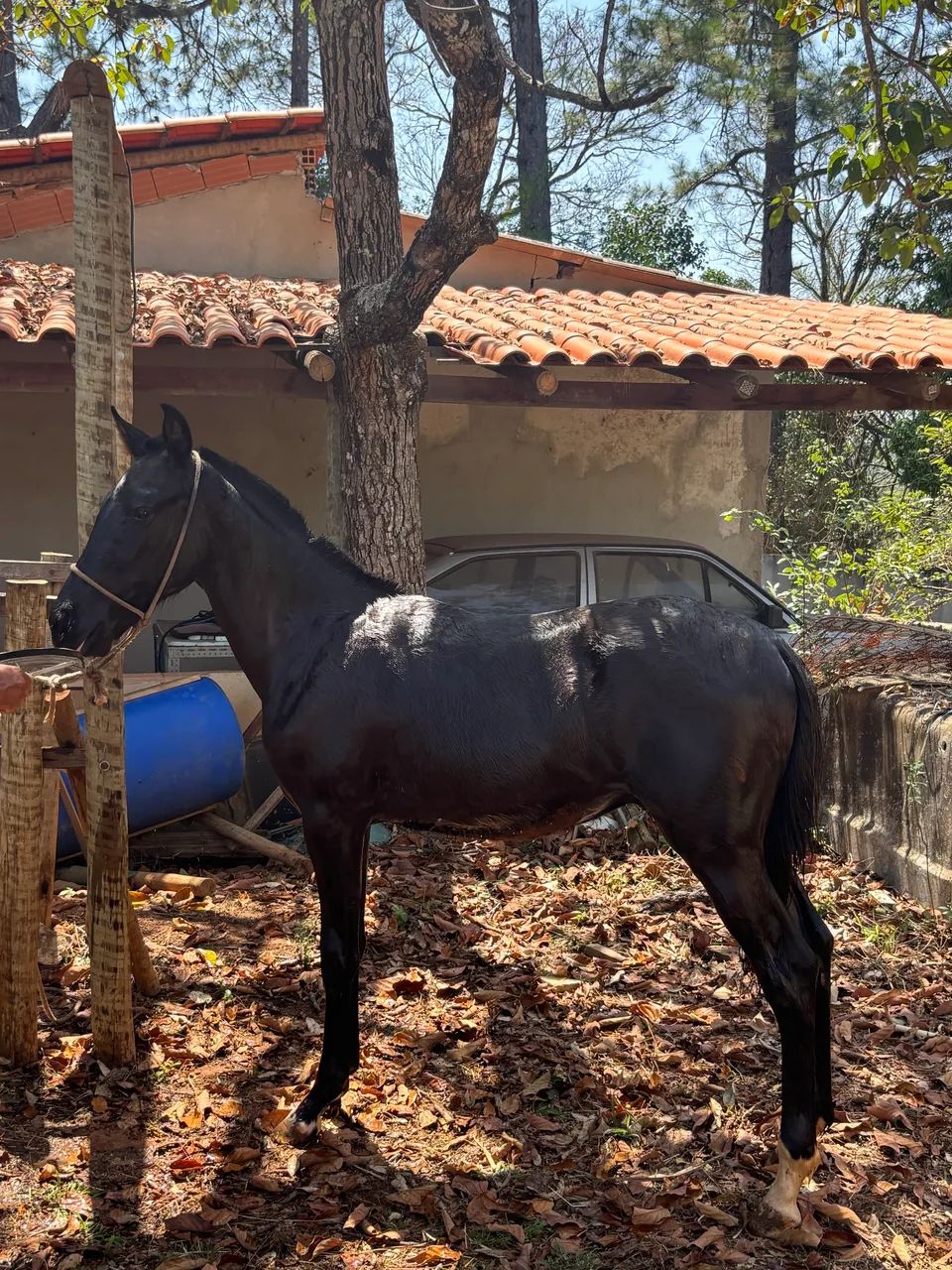 Potro mangalarga 1 ano  - Foto 3