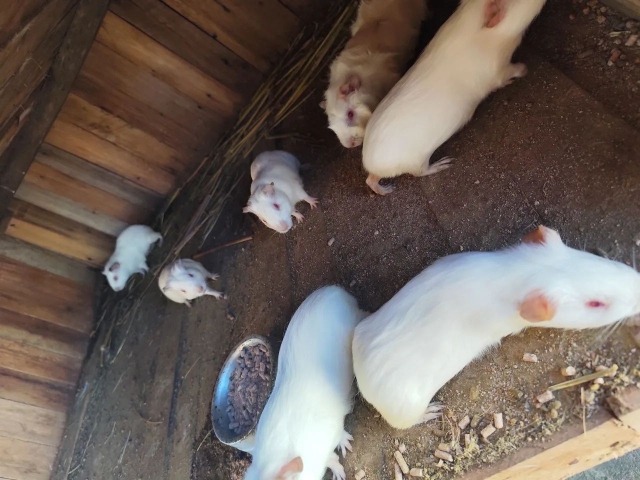 Vende-se preás machos e fêmeas arrepiadas e de pêlo lisos , tem filhotes também ... - Foto 3