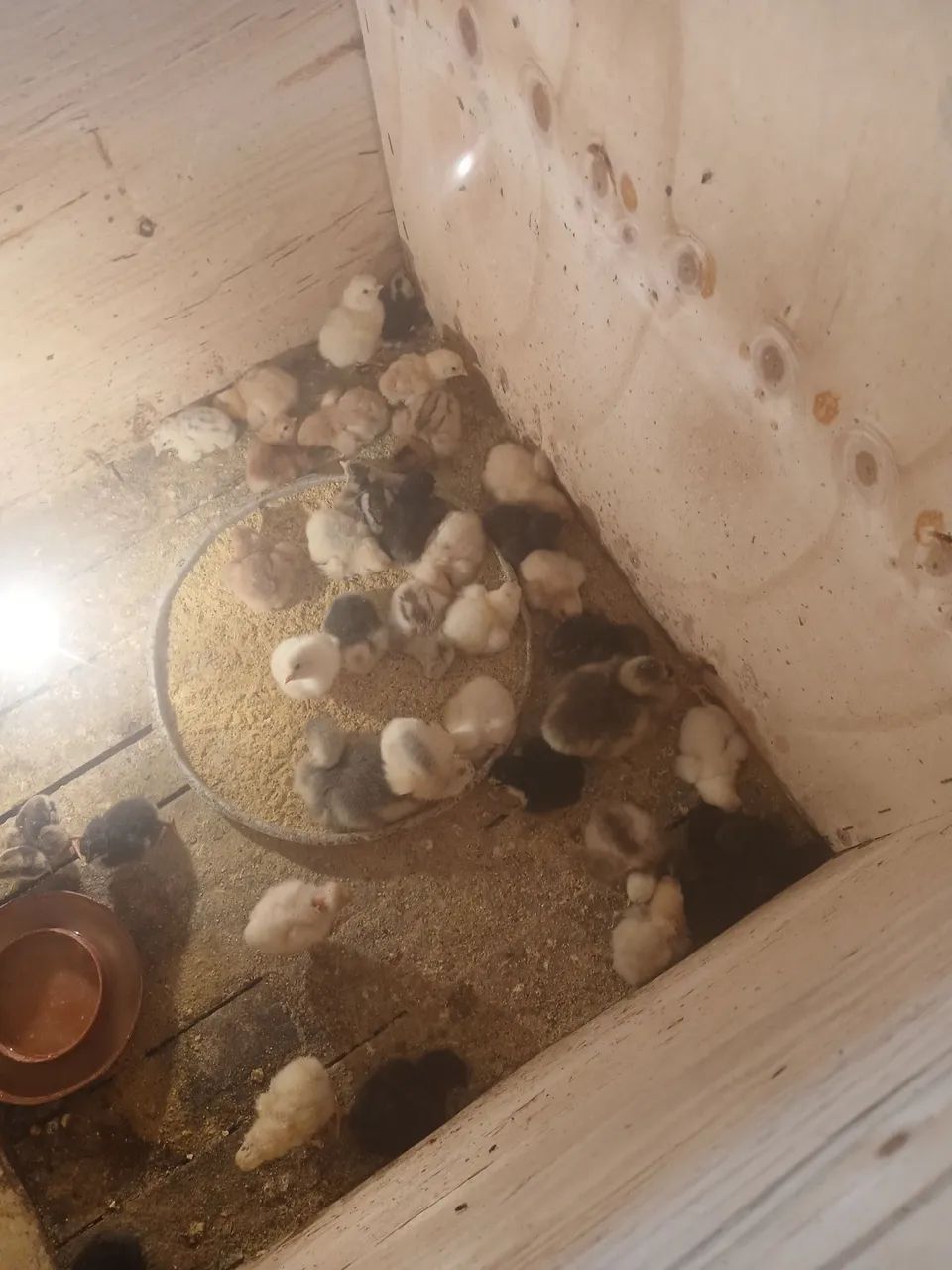 Vende  se plntos  - Foto 4