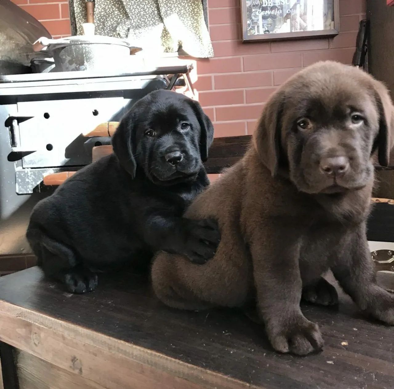 Doasse filhotes de labrador - Foto 3