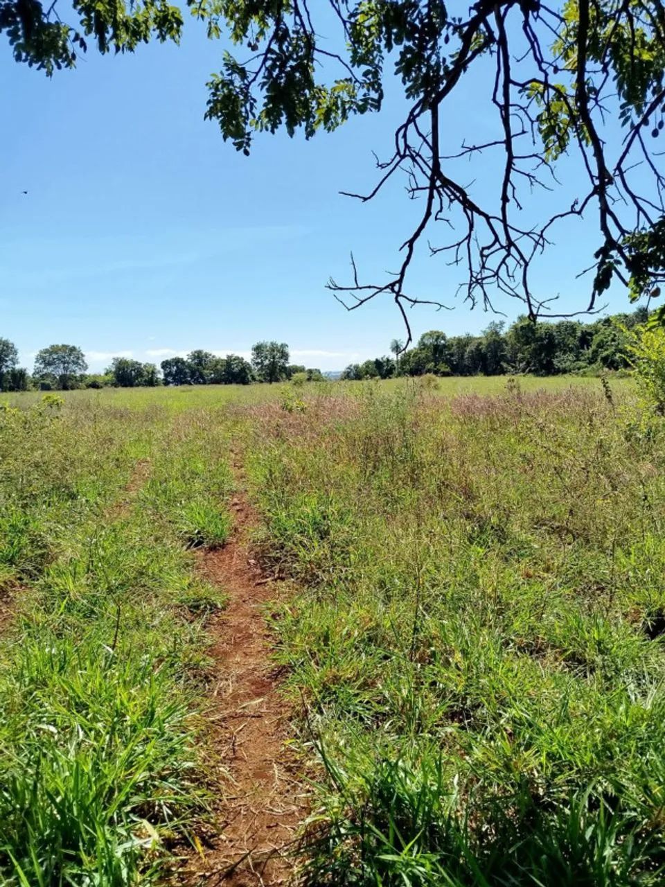 FAZENDA À VENDA - ITUMBIARA/GO - Foto 2