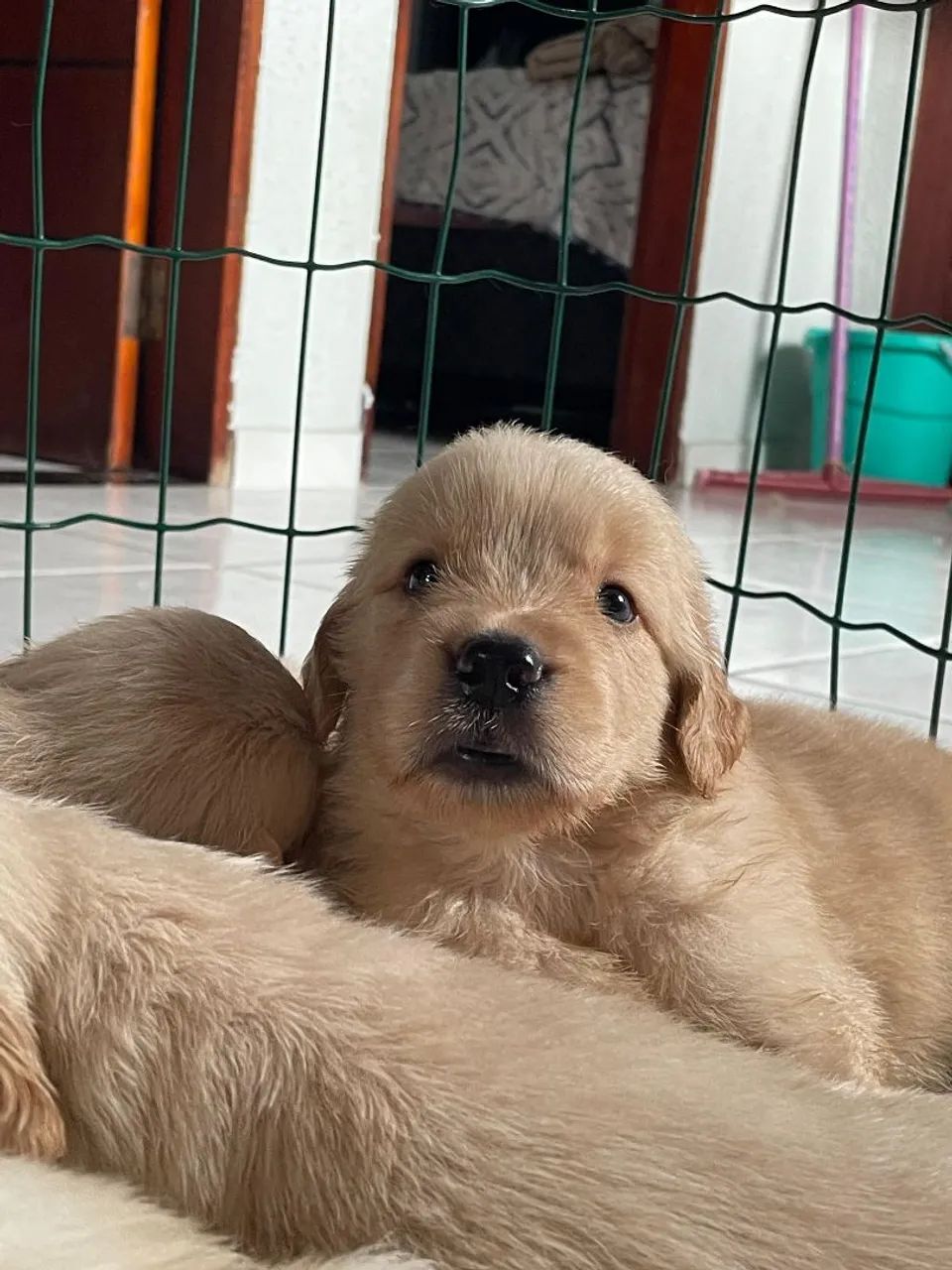 Golden Retriever  - Foto 5