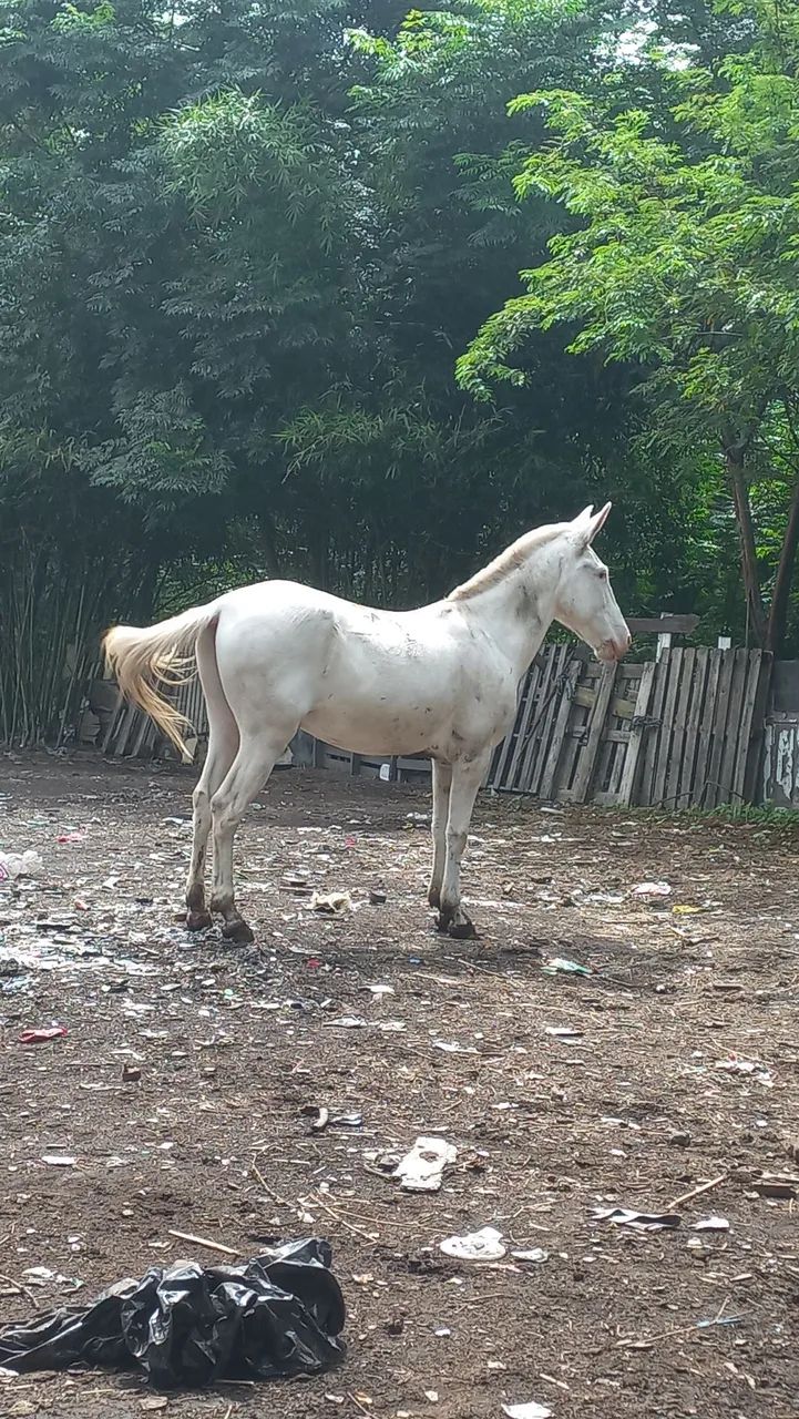 Vendo burro - Foto 2