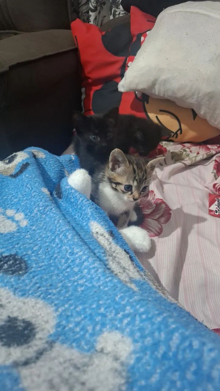 Dia gatinhas  - Foto 3