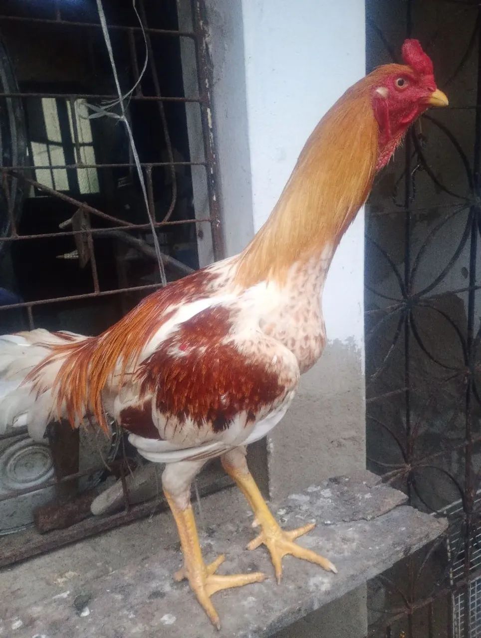 Frango de raça 