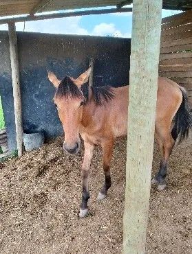 Potro. A. Venda  - Foto 3