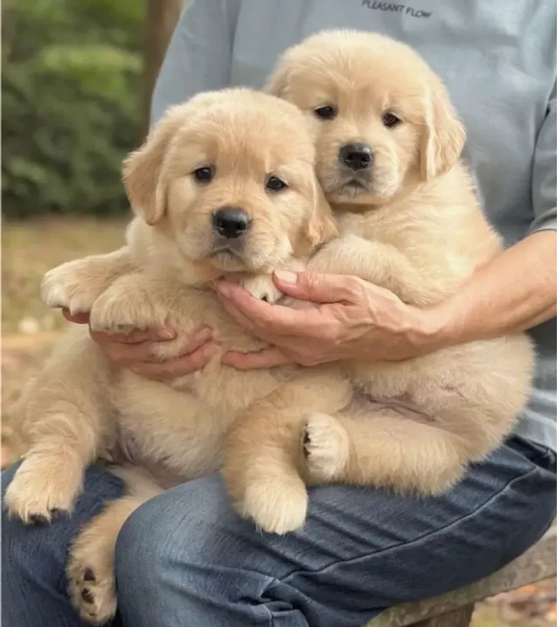 cachorro - Foto 4