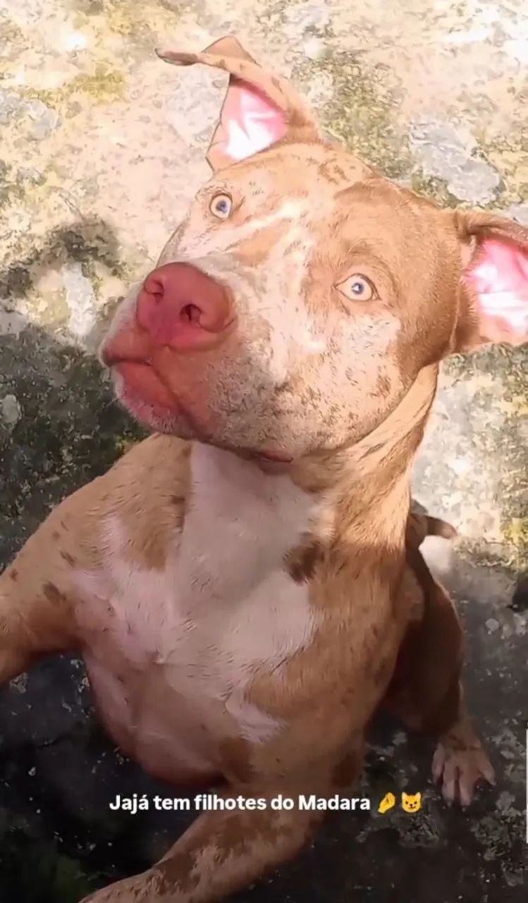 Filhote de pitbull - Foto 5