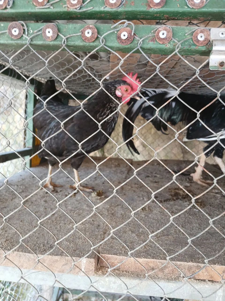 Ótima qualidade..  - Foto 2