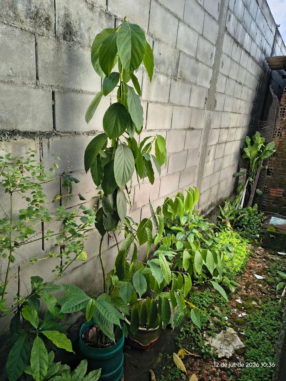 Plantas  - Foto 3