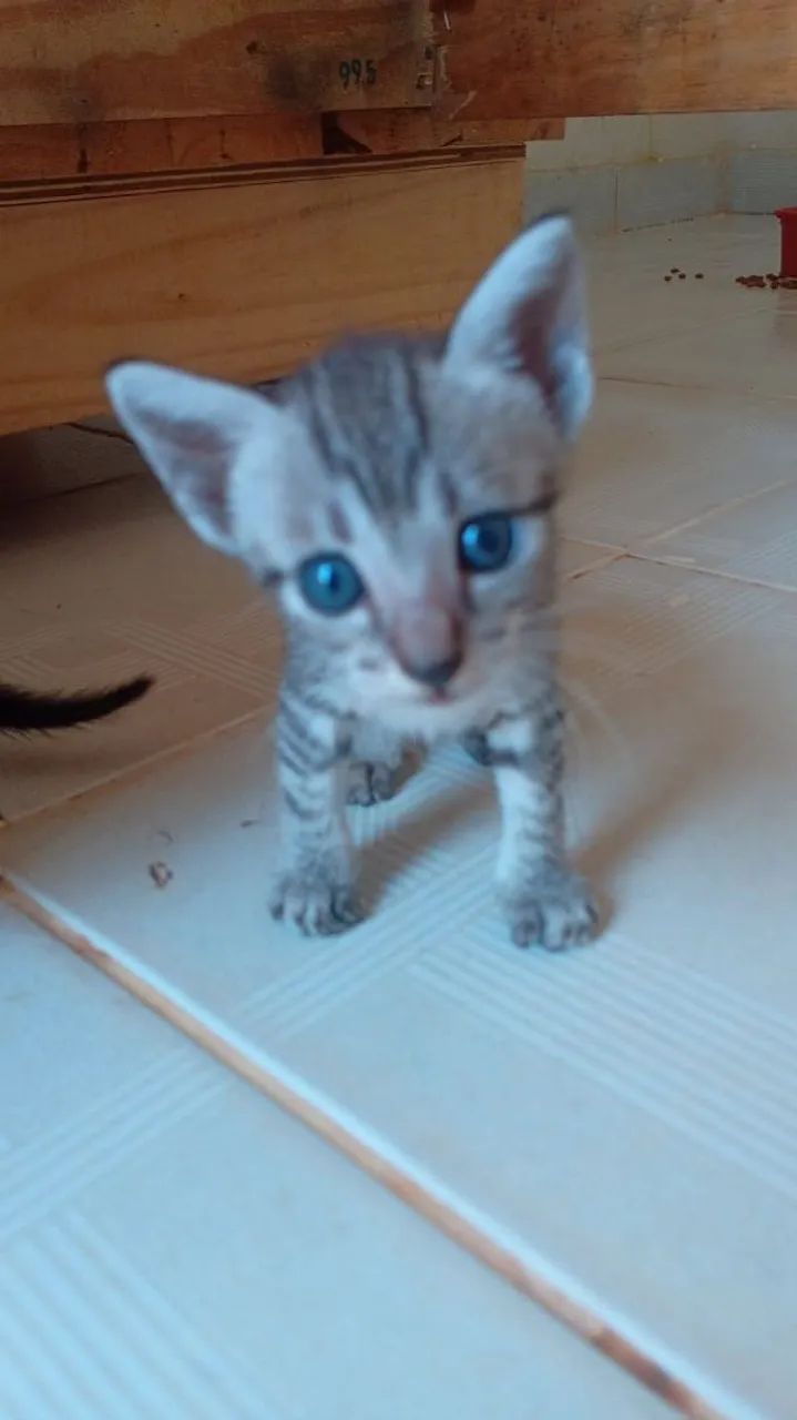 Gatinhos  pra doação  - Foto 4
