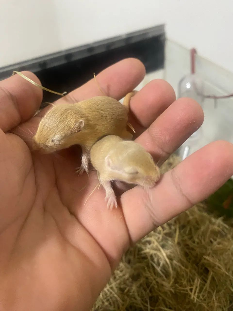 Esquilos da Mongólia(Gerbil) - Foto 6
