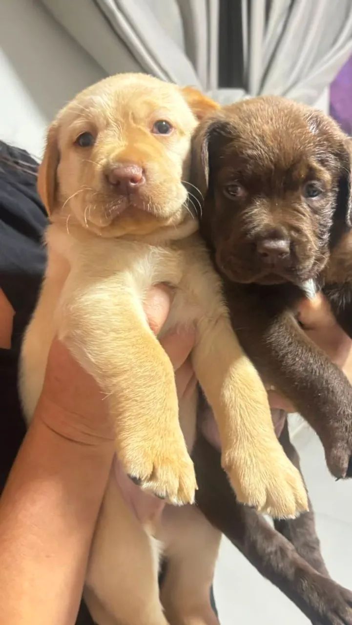 Filhote Labrador  - Foto 4