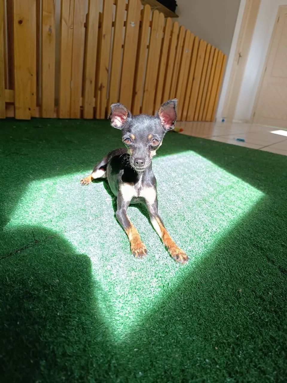 Pinscher 0 - Foto 4