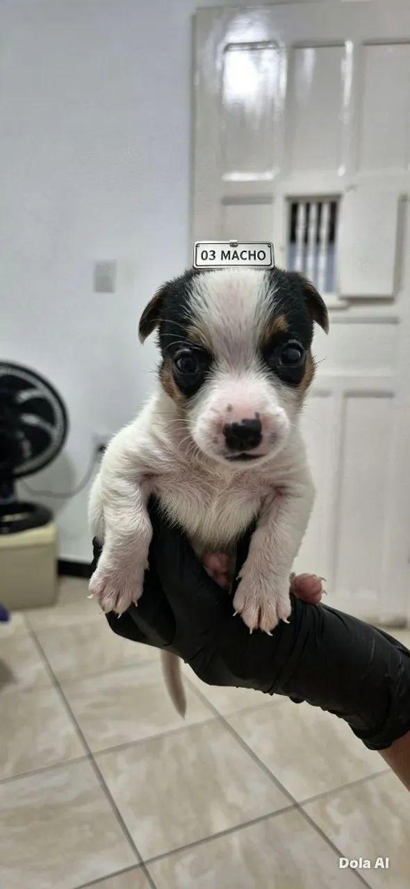 Jack Russell Terrier - Foto 3