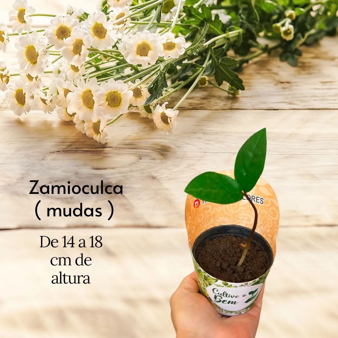 ZAMIOCULCA - Referência de Beleza e Sofisticação - Foto 4
