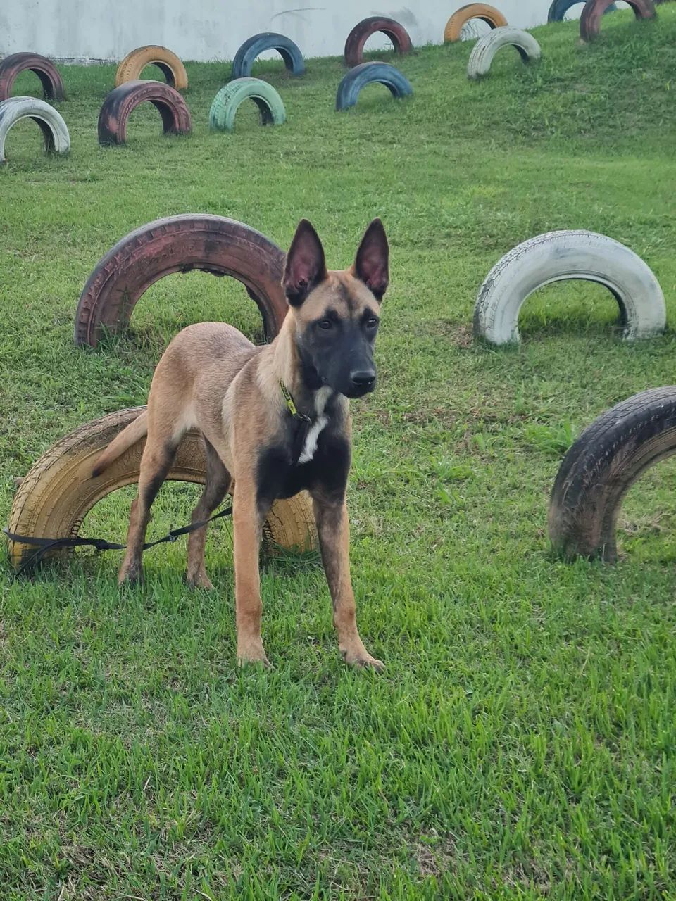 Excelente oportunidade Malinois - Foto 3
