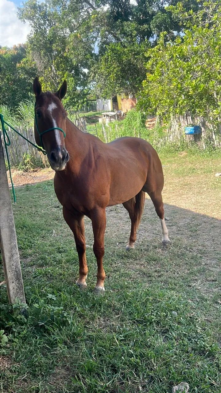 Cavalo - Foto 4