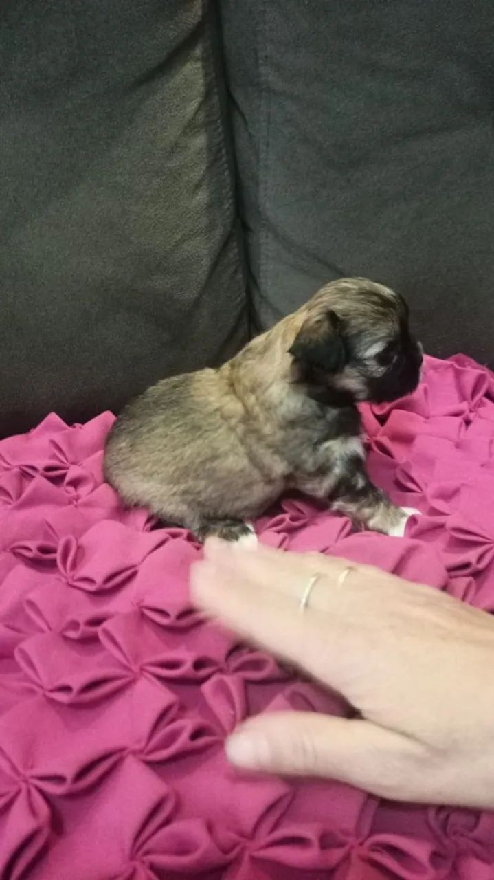 Vende filhotes Shitzu machos - Foto 4