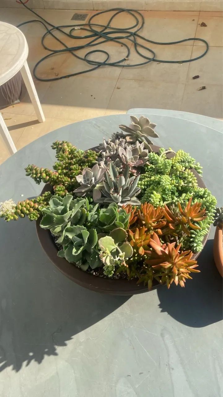 Vaso de suculenta - Foto 2