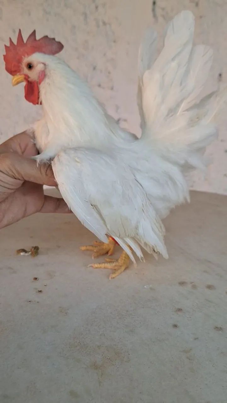 Frango Nagasaki  - Foto 2